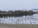 PICTURES/Washed Ashore Art - Bandon Port/t_20260918_091441.jpg